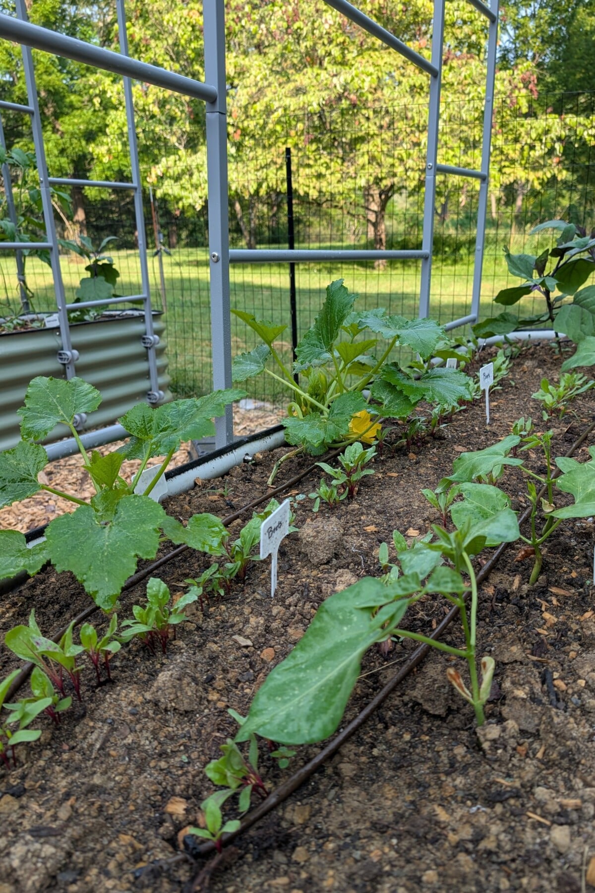 Raised beds with squash plants and other vegetables