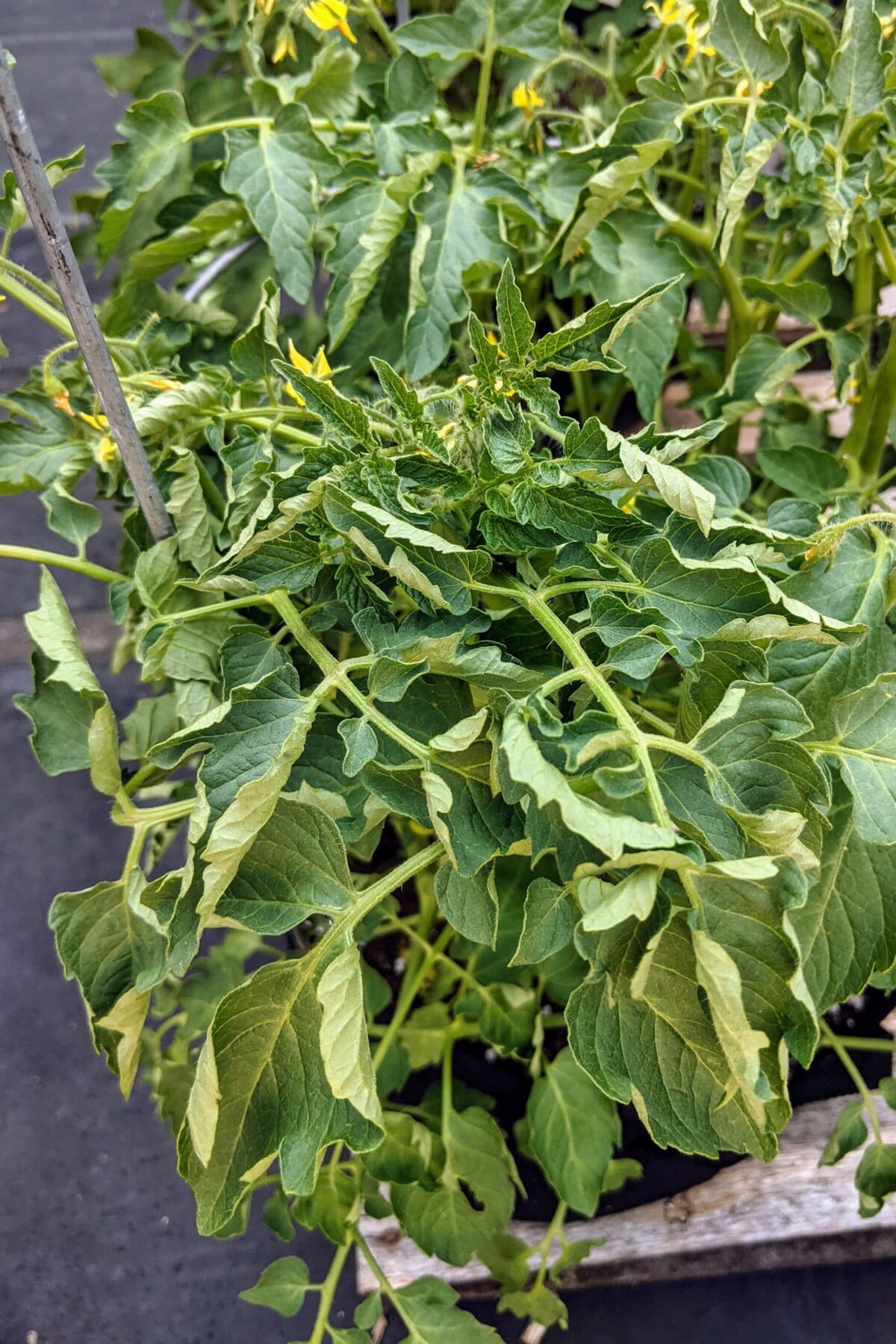 Tomatoes growing in a container on a roof top