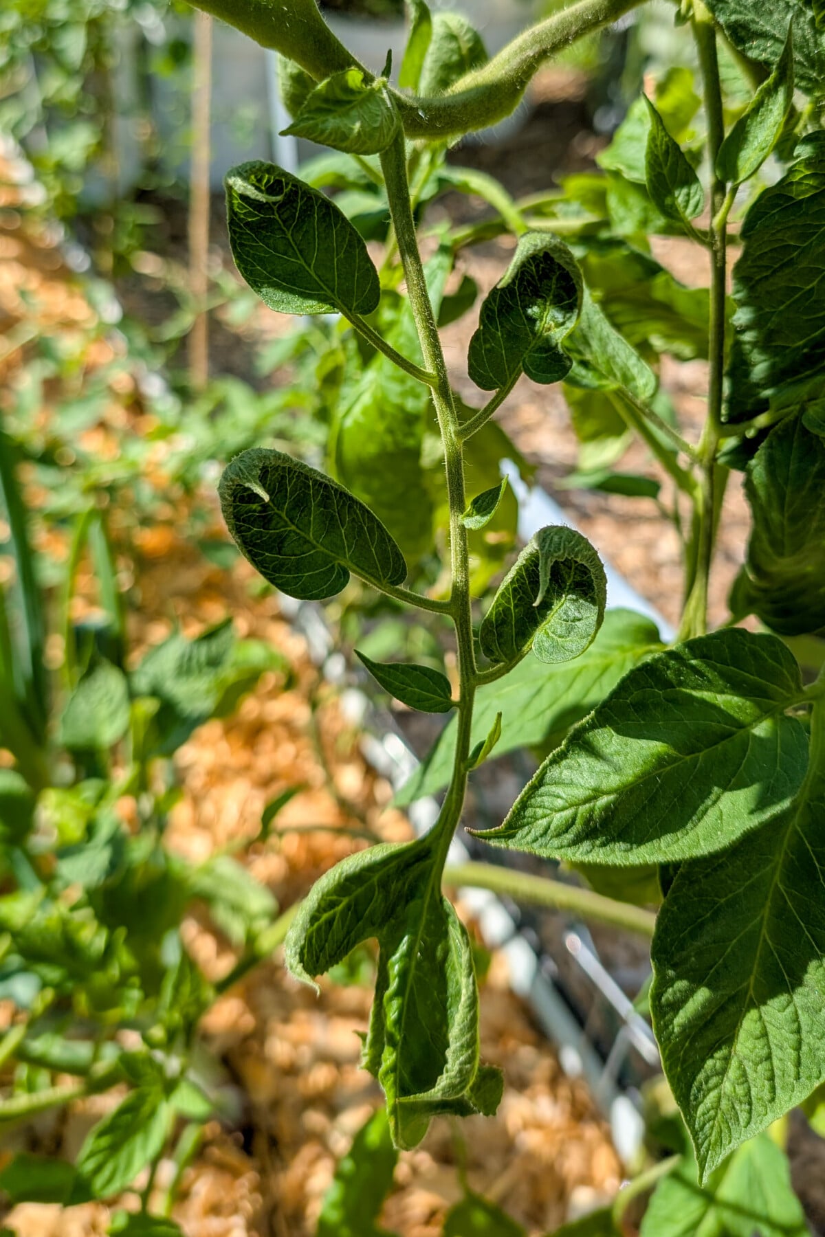 German pink tomato leaves curled up.
