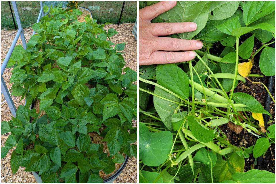 Growing Beans? Follow These Tips for Your Biggest Bean Harvest Yet