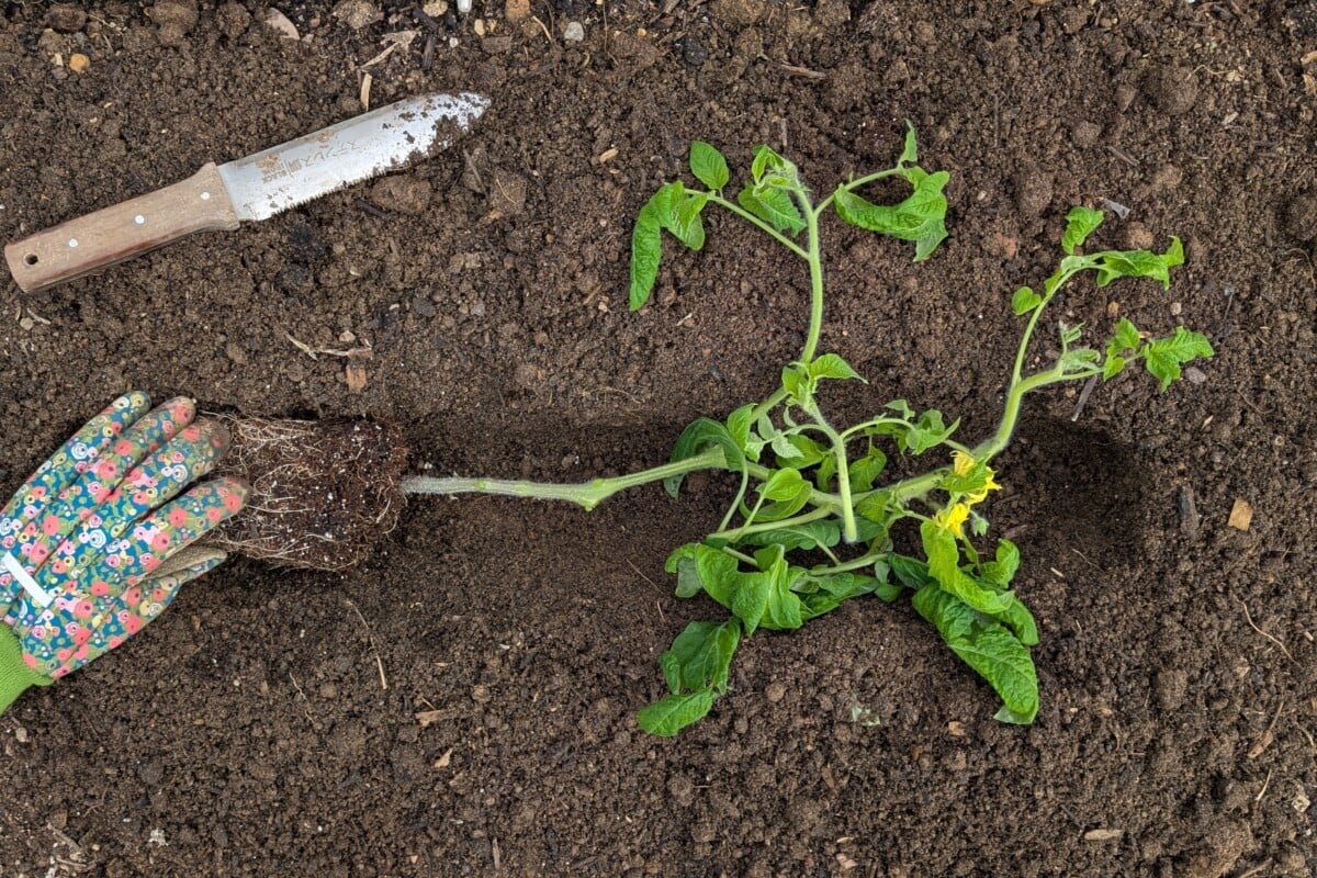 Tomato planted sideways