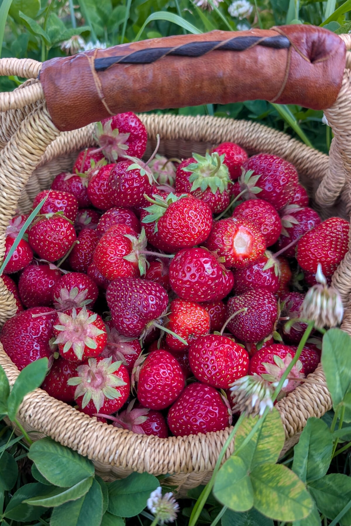 Basket of ripe strawberries