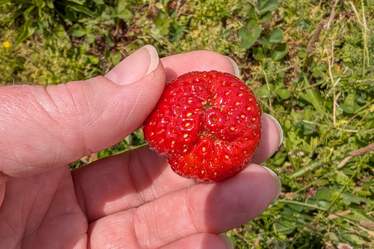 Catfaced strawberry