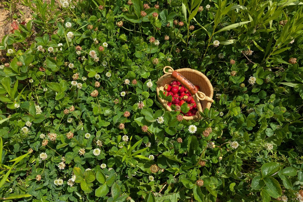 Patch of white clover with strawberries growing in it