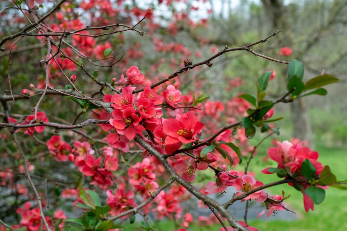 Japanese quince in blossom