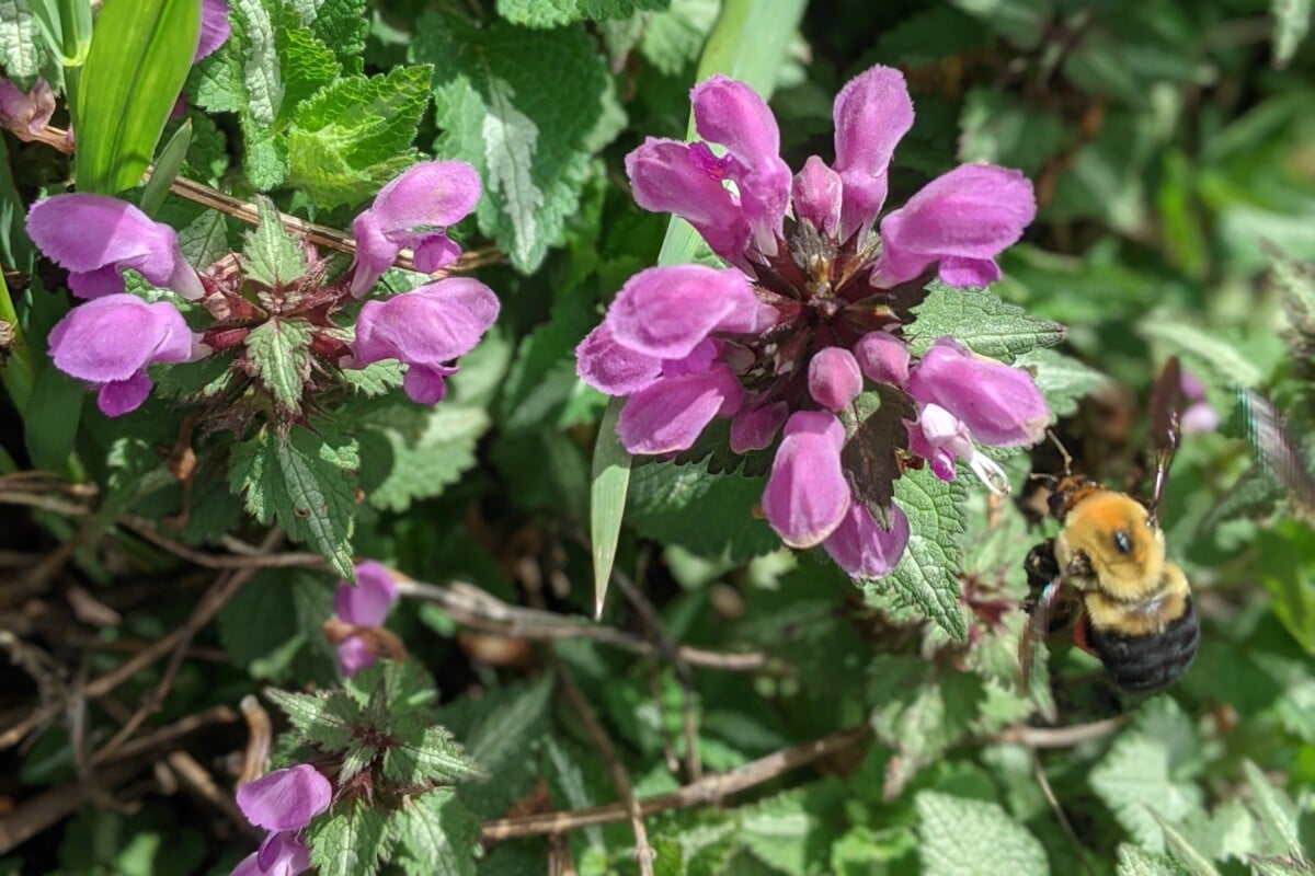 Bumble bee pollinating hen bit.