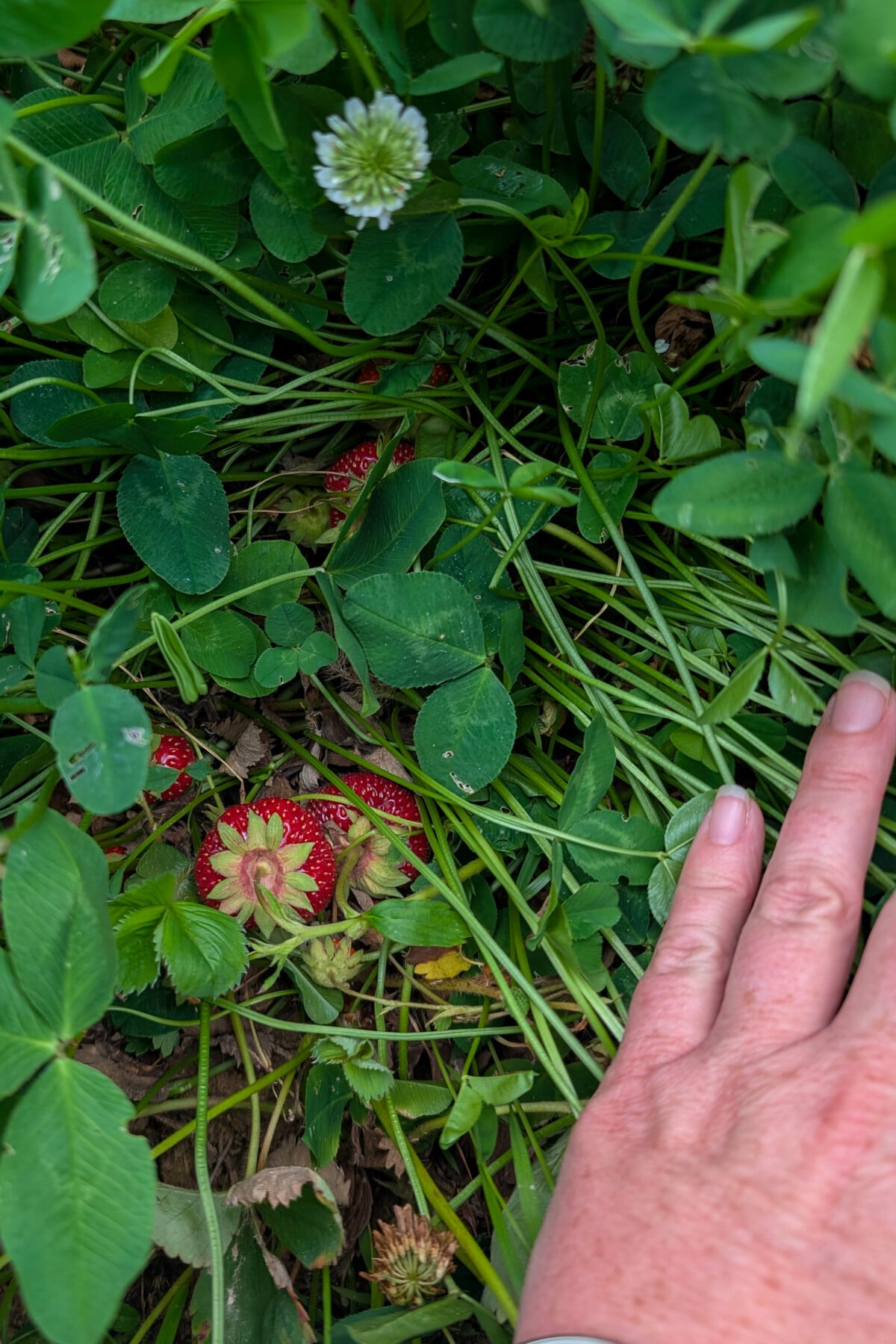 Strawberries growing in white clover