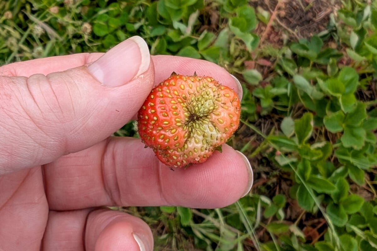 Strawberry with poor pollination