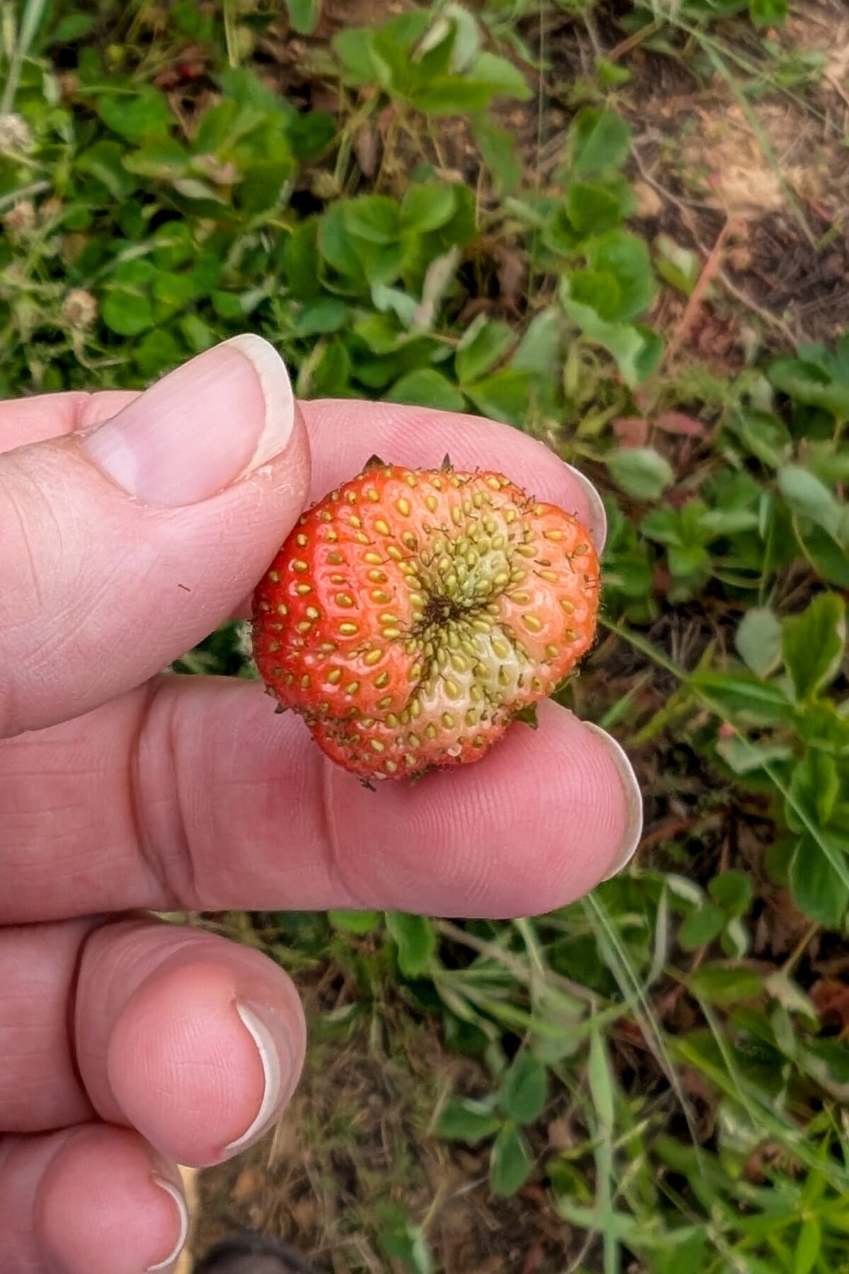 Woman's hand holding a strawberry with sigsn of poor pollination