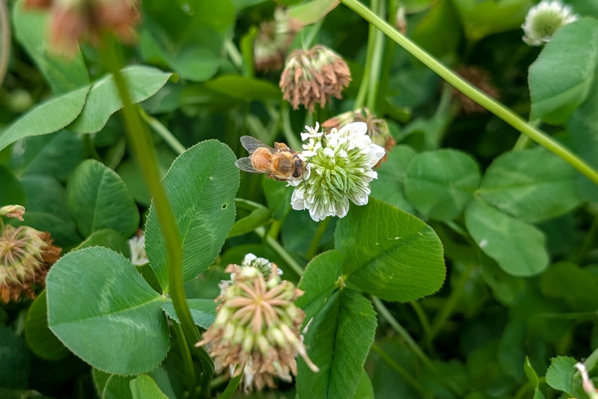 Honey bee on white clover blossom
