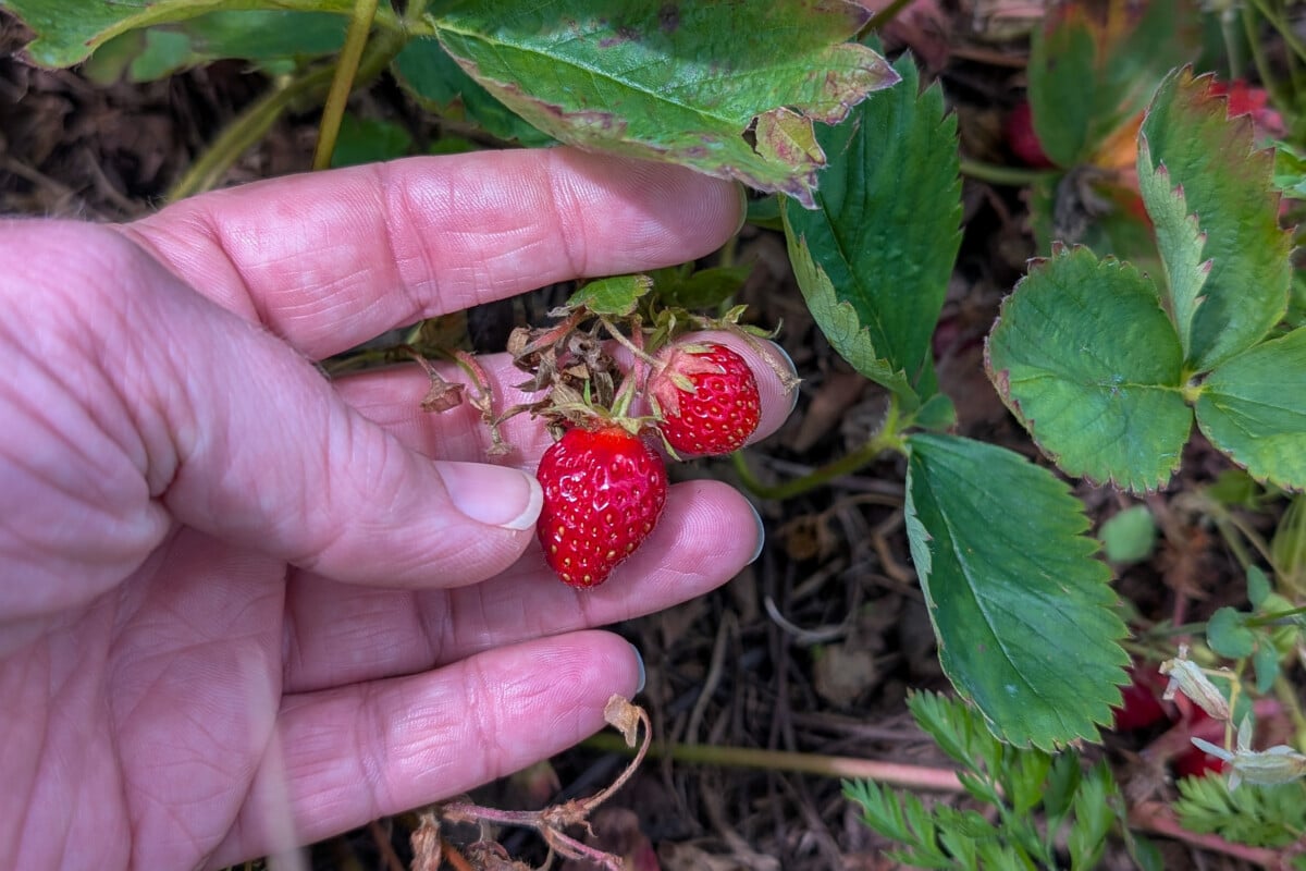 Woman's hands holding small strawberries