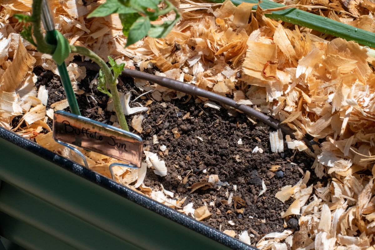 Dripline installed in a raised bed