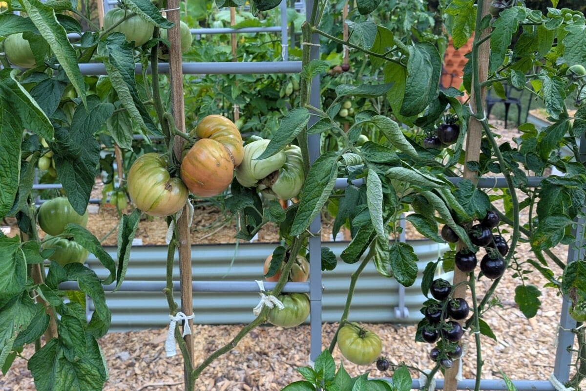 Tomatoes in the middle of a heatwave