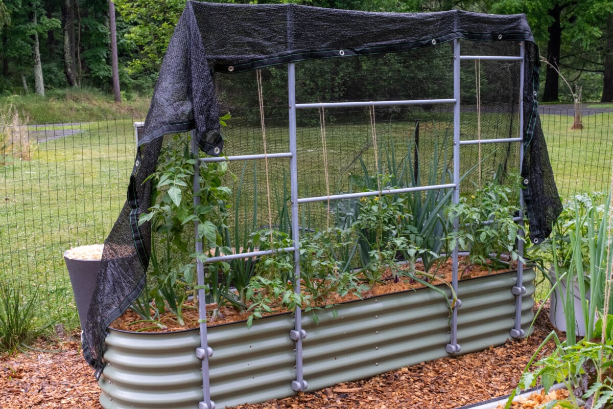 Shade cloth draped over tomatoes.