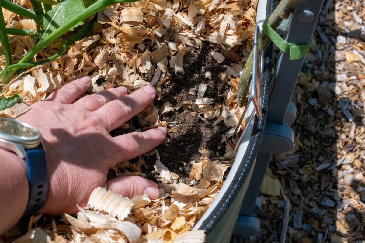 Woman's hand showing moist soil under mulch by tomato plant