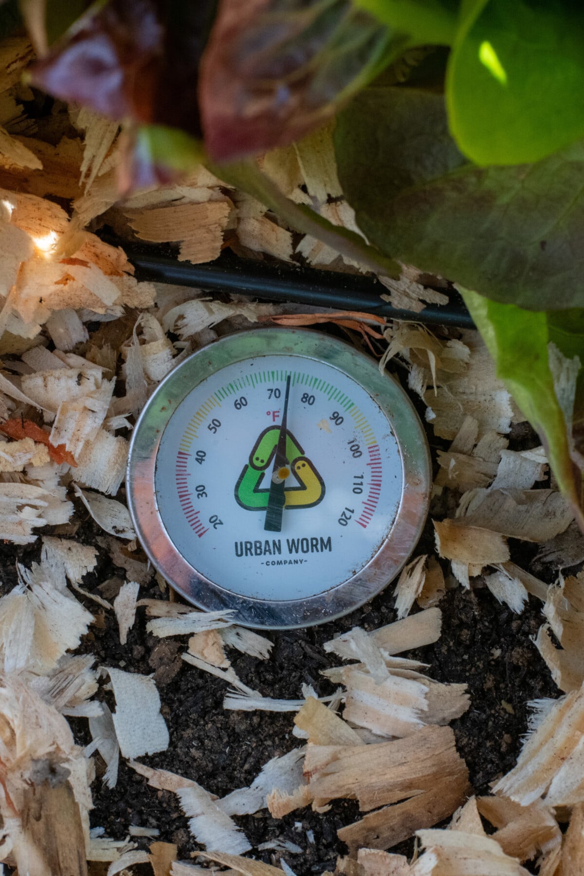 Urban worm soil thermometer