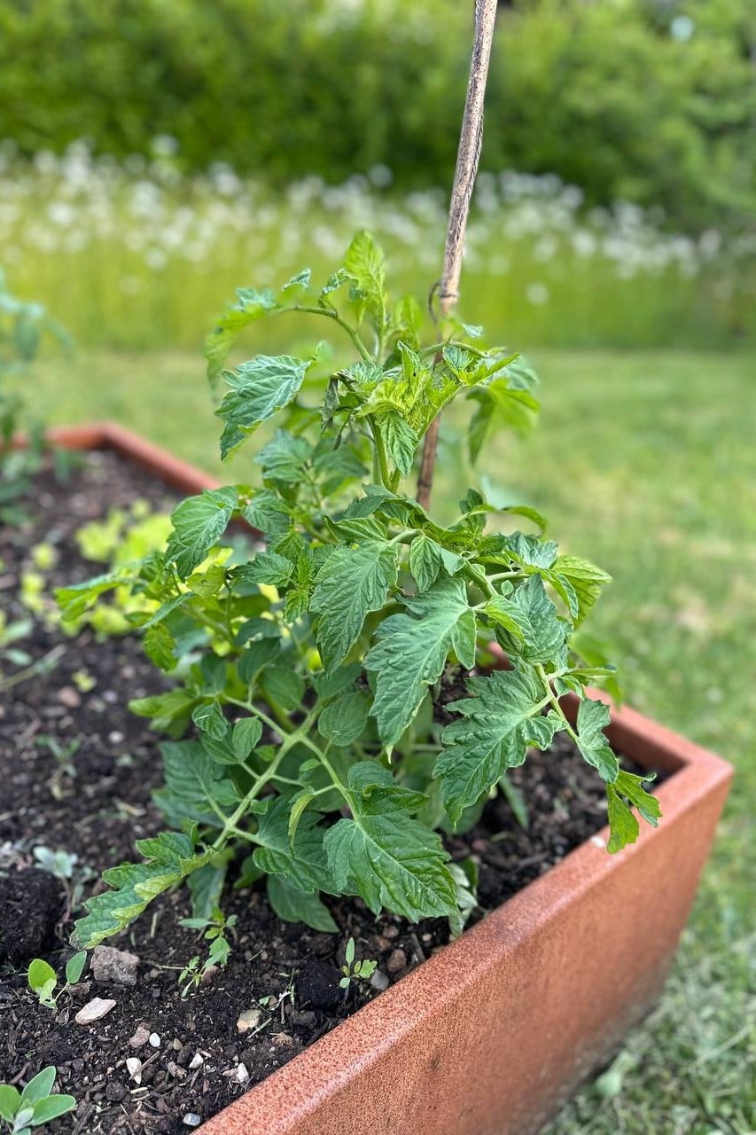 Tomato in raised bed