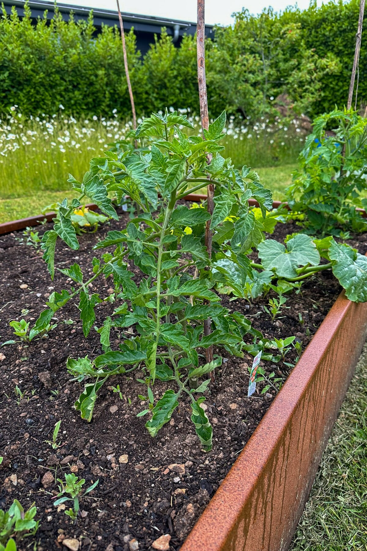 Tomato in raised bed
