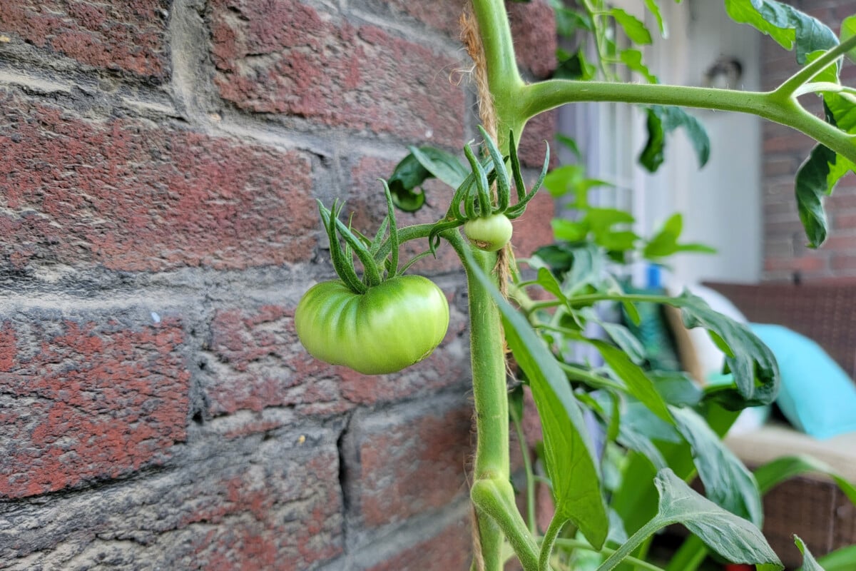 Brandywine tomato growing in a container