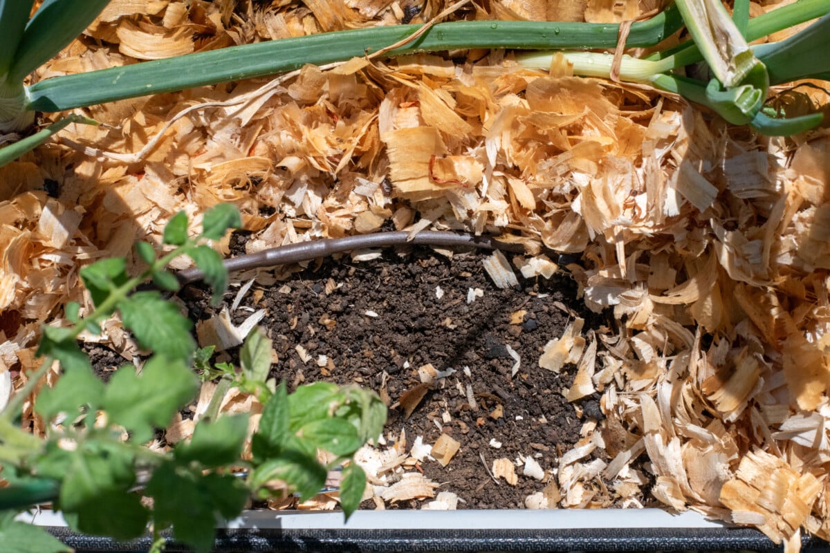 Damp soil in raised bed