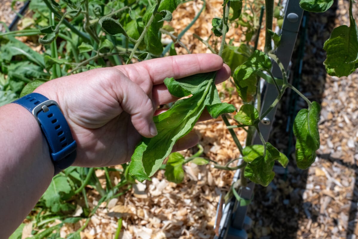 Hand holding curled German Pink tomato leaf
