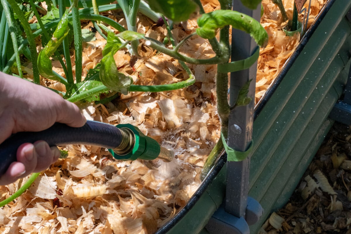 hand holding hose and watering tomato plant