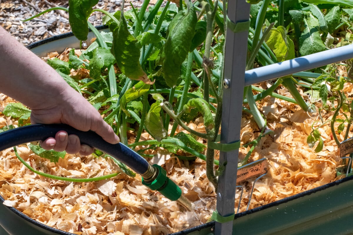 Hand holding hose watering tomato plant