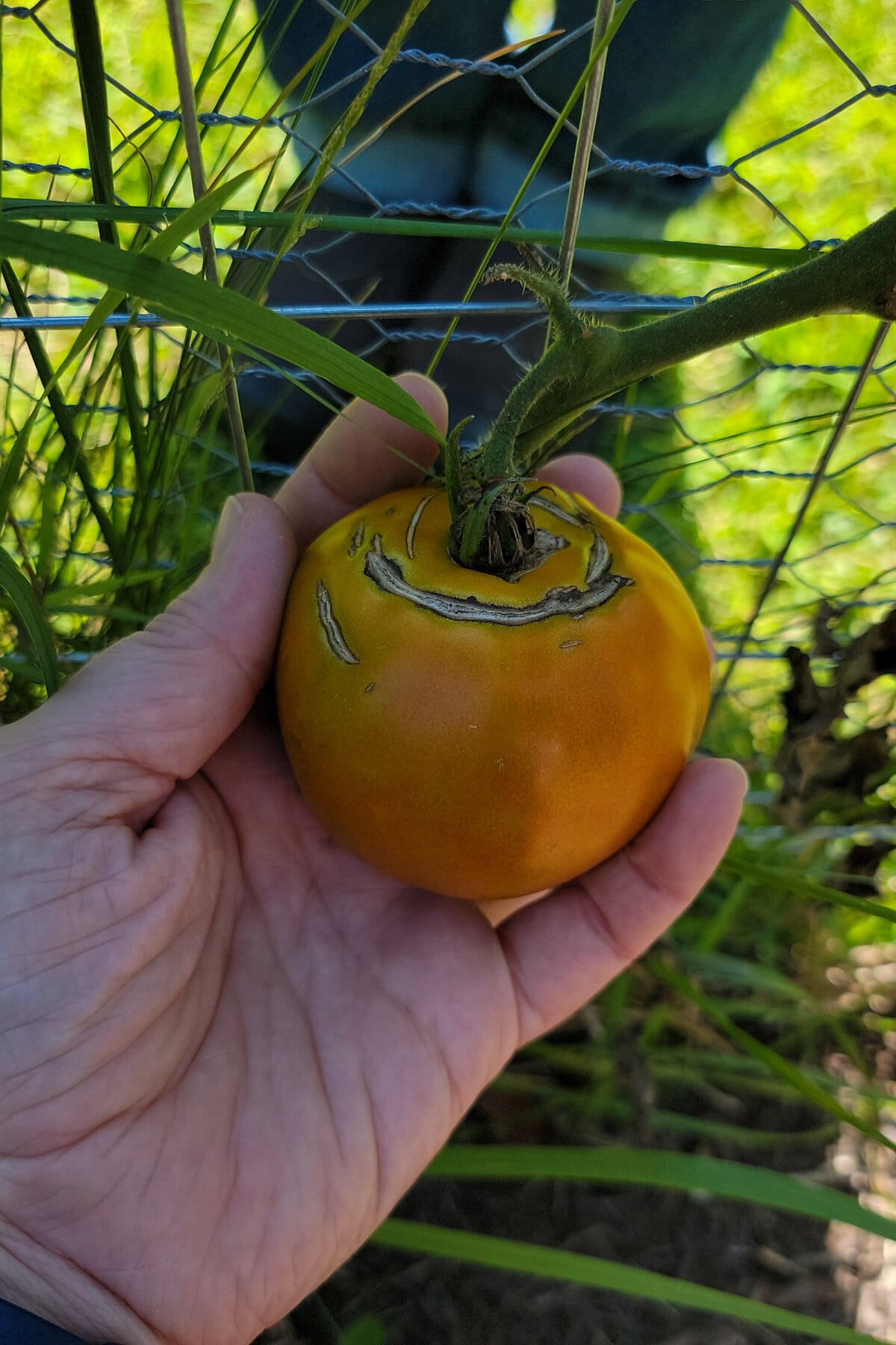 Hand holding a cracked tomato