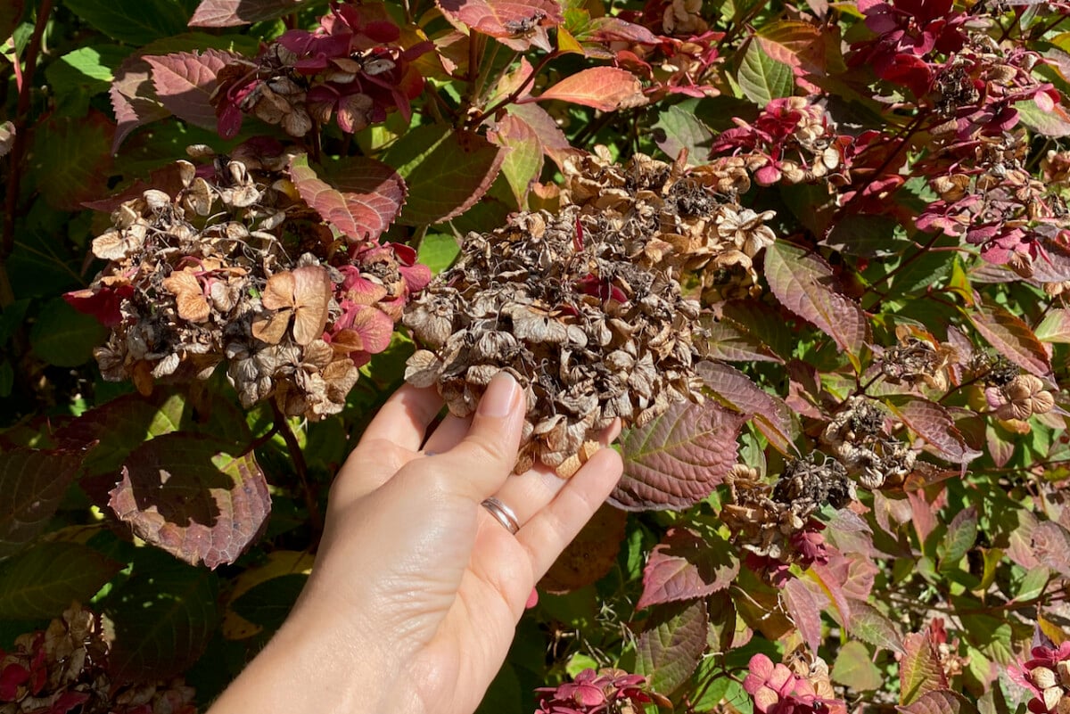 Dessicated hydrangea bloom