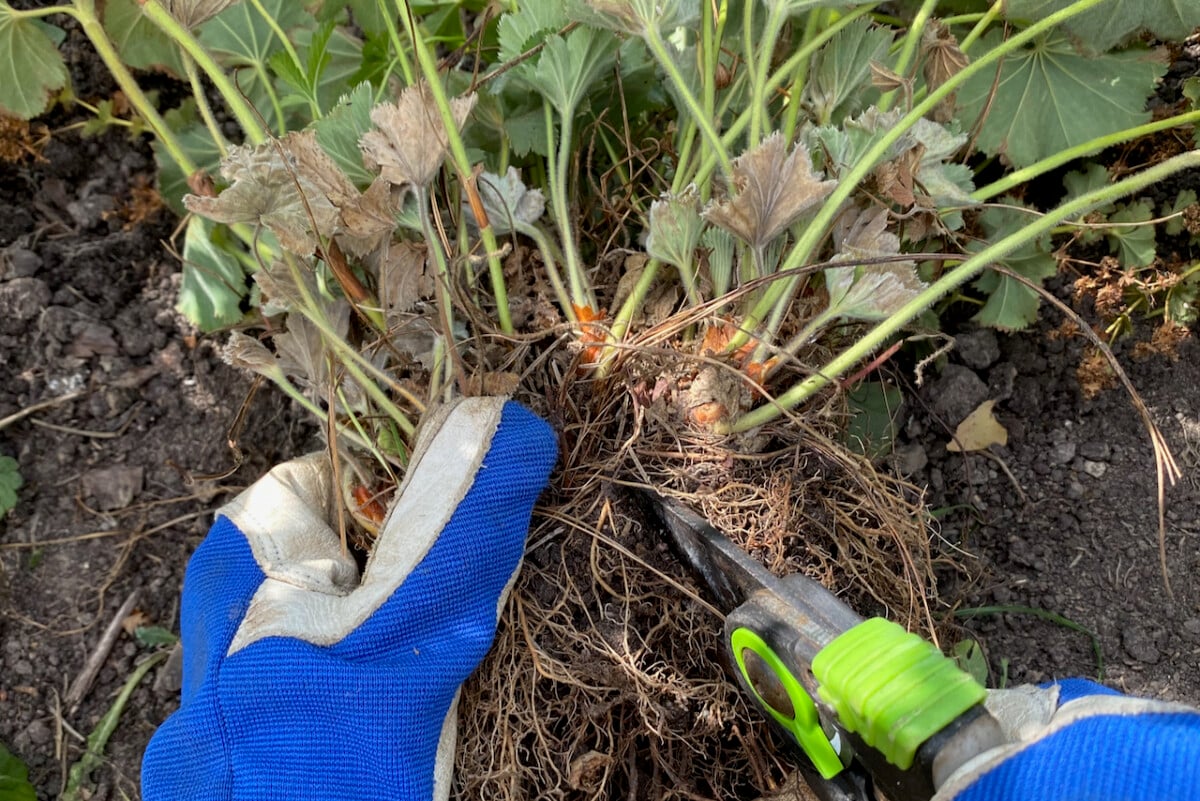 Gloved hands dividing a plant