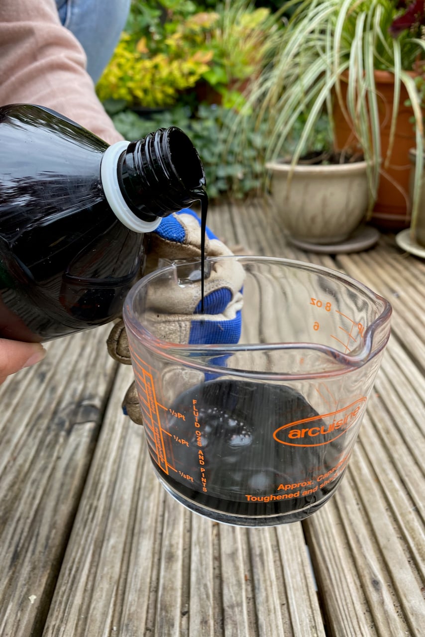 Hands pouring seaweed fertilizer into a glass measuring cup