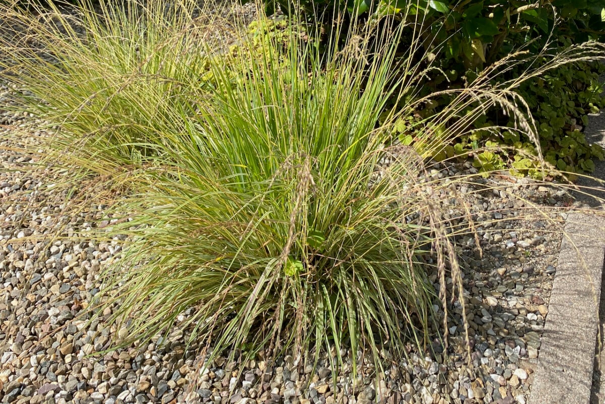 Ornamental grasses with decorative stone mulch