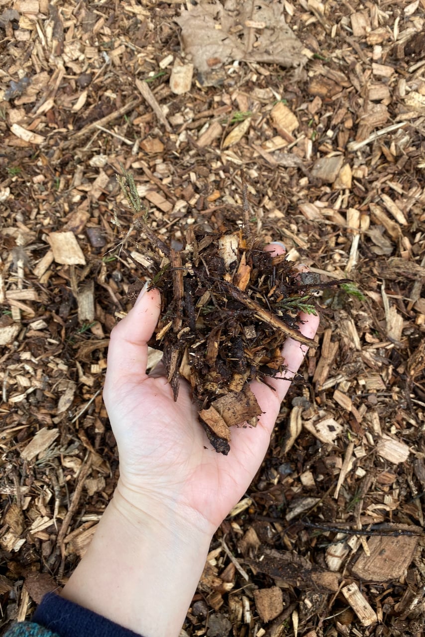 Hand holding wood chip mulch