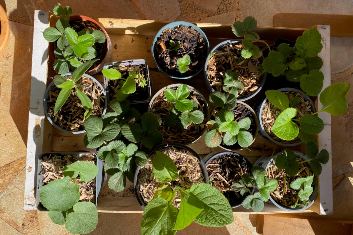 Seedlings in pots