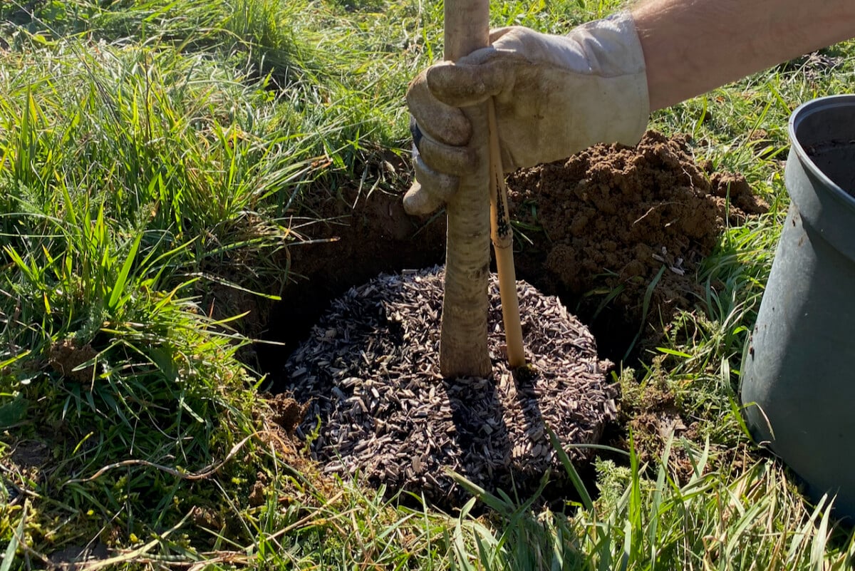 Planting a new tree in the ground. 