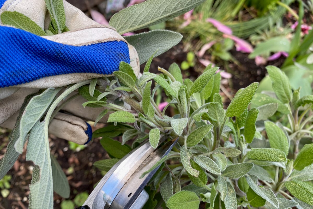 Pruning sage.