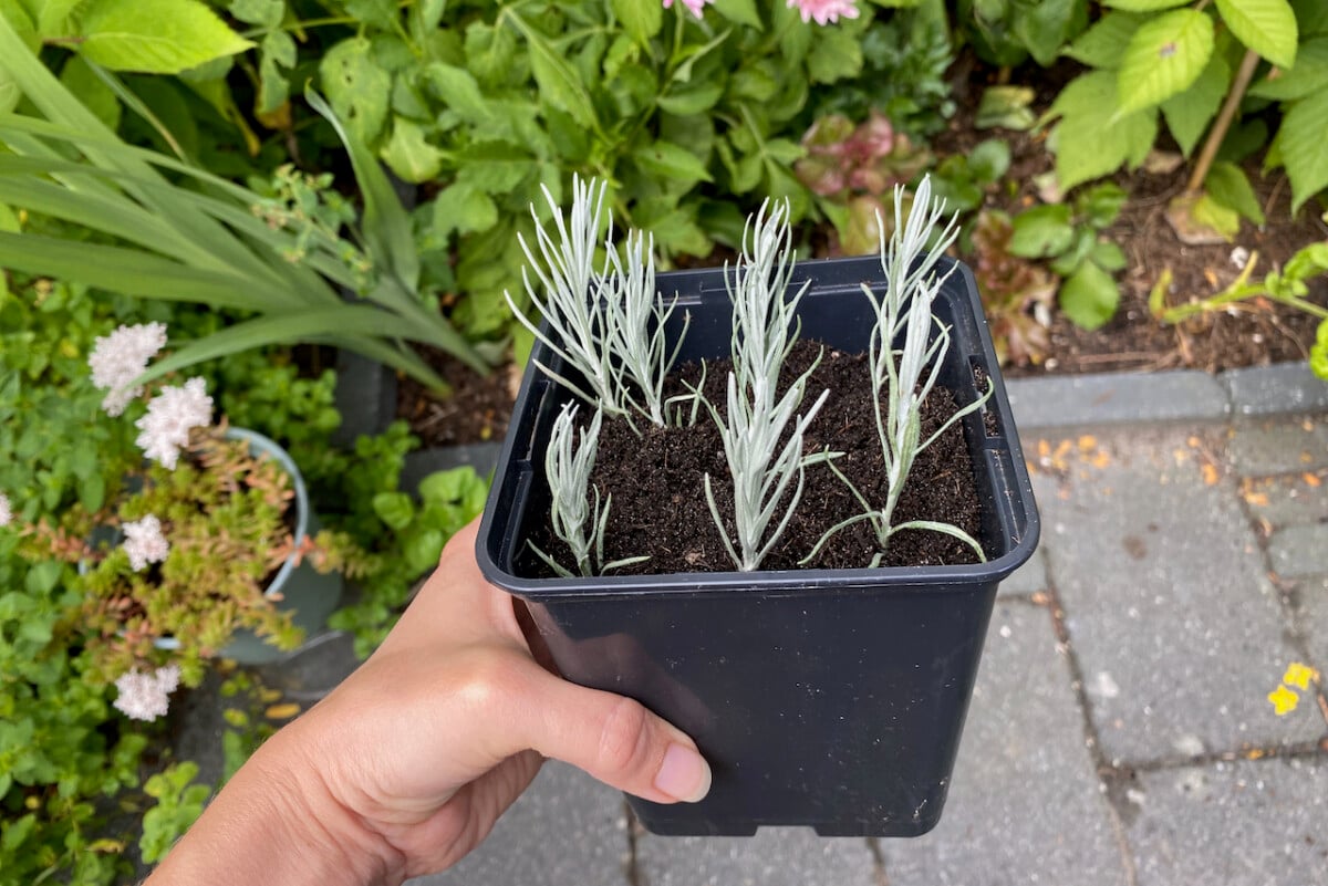 Lavender cuttings in a pot