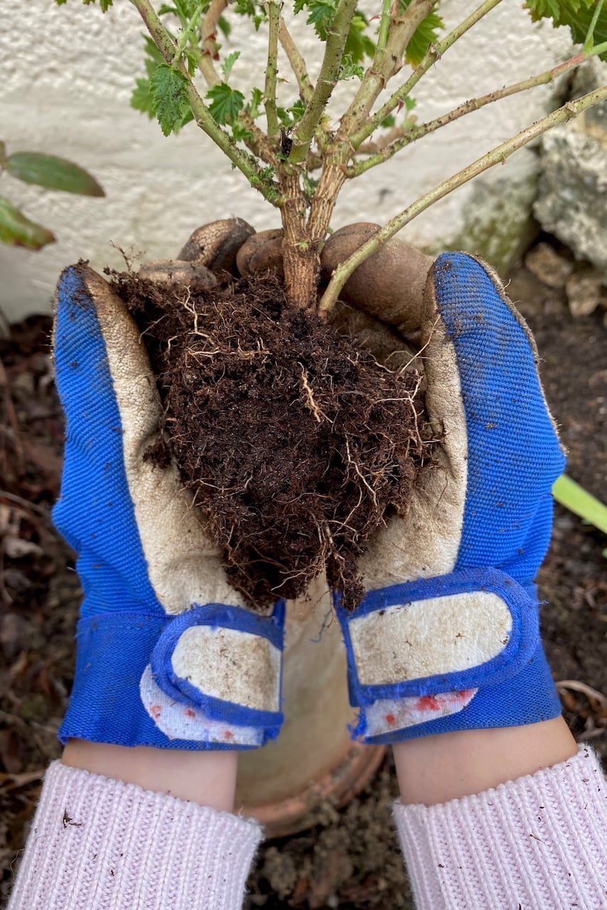 Hands holding a plant, ready to be transplanted