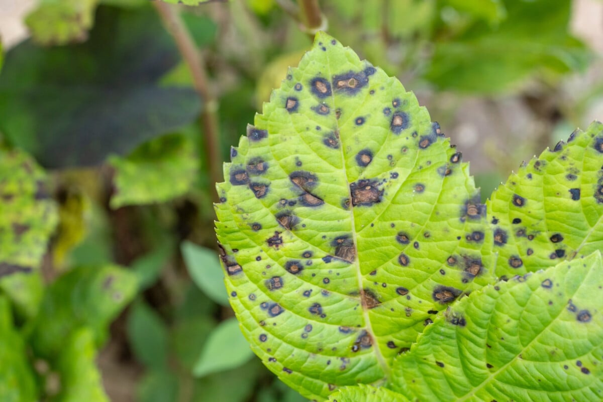 Cercospora leaf spot on hydrangea