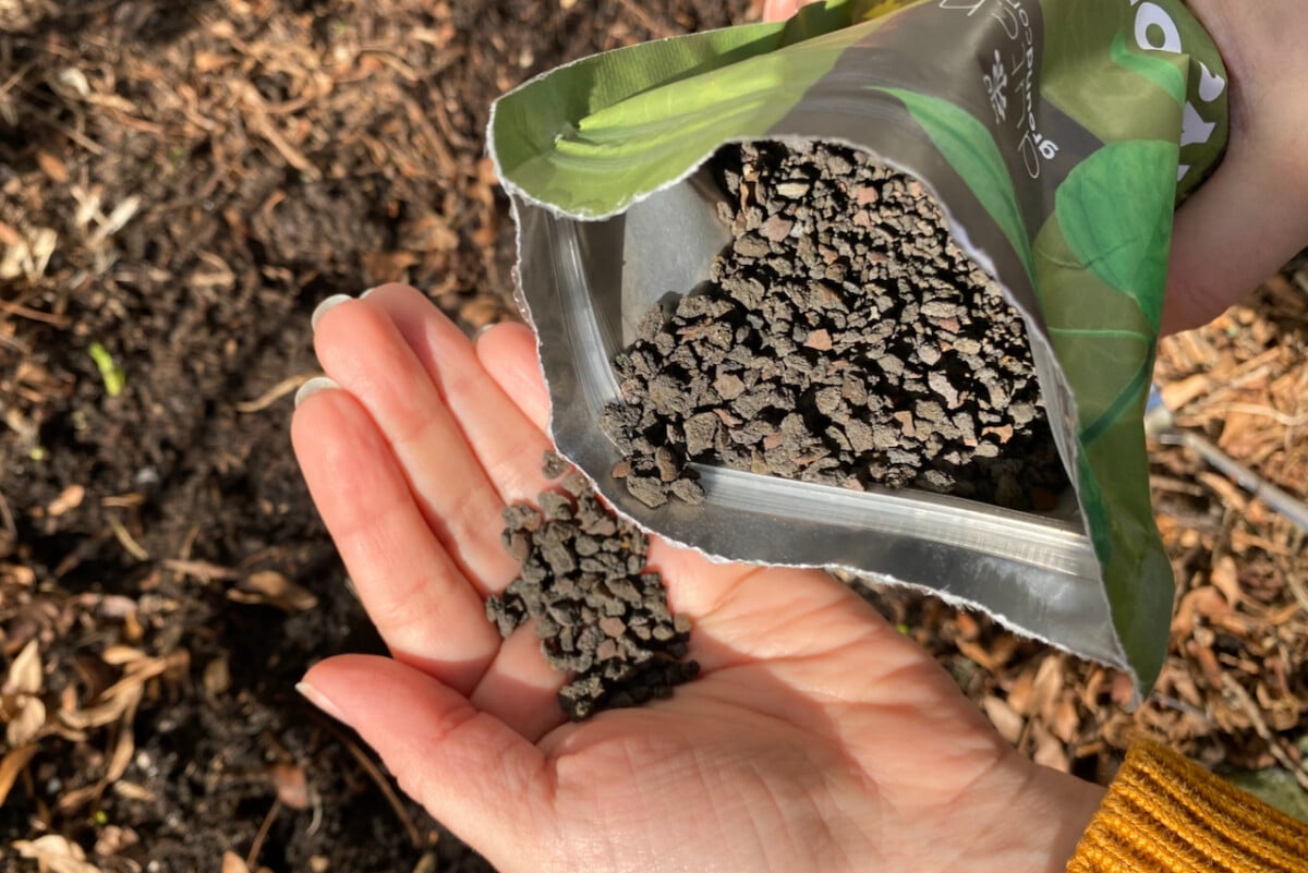 woman's hands pouring mycorrhizal fungi into hand