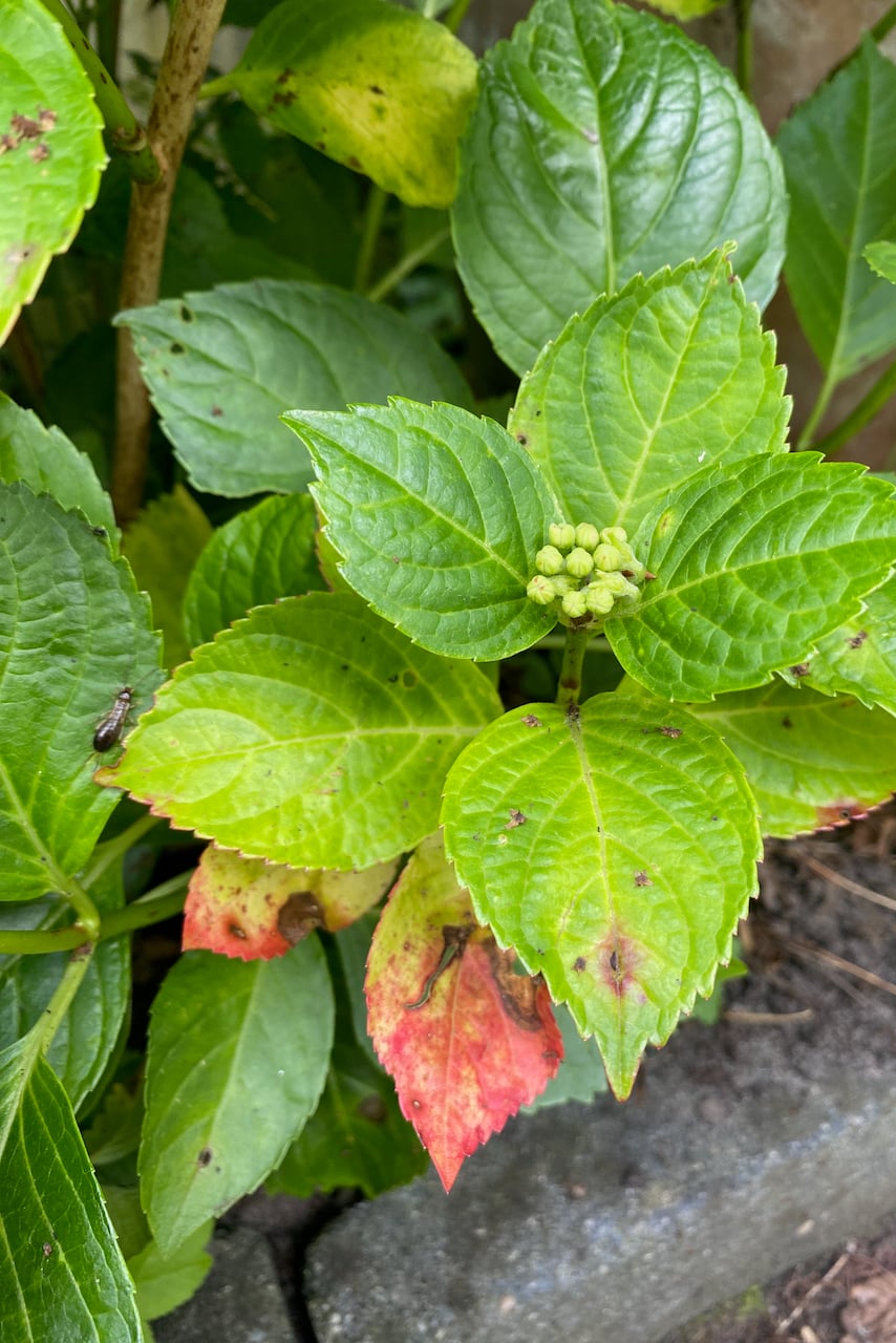 Spotted leaves of a hydrangea
