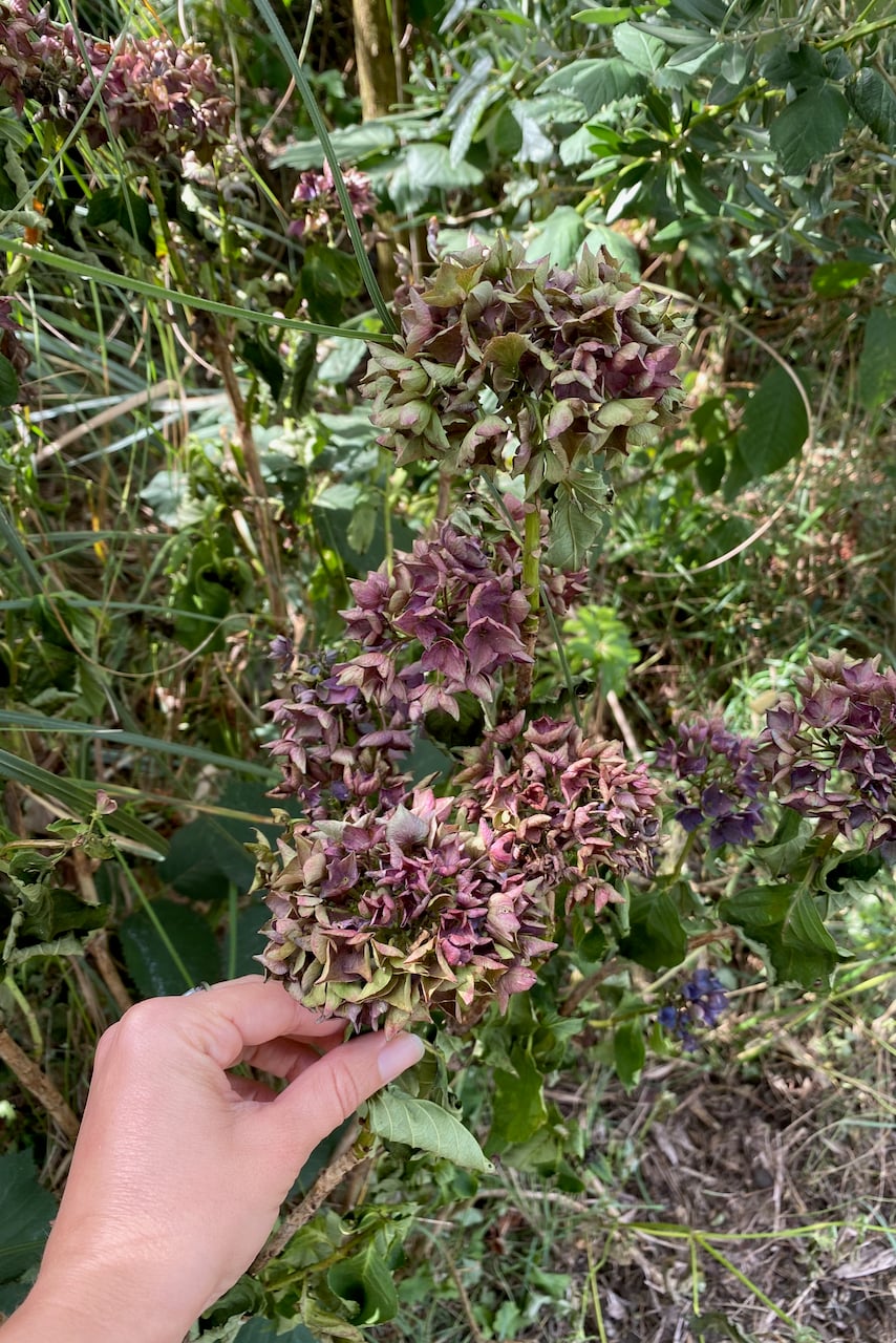 Woman's hand holding the stem of a dying hydrangea bloom