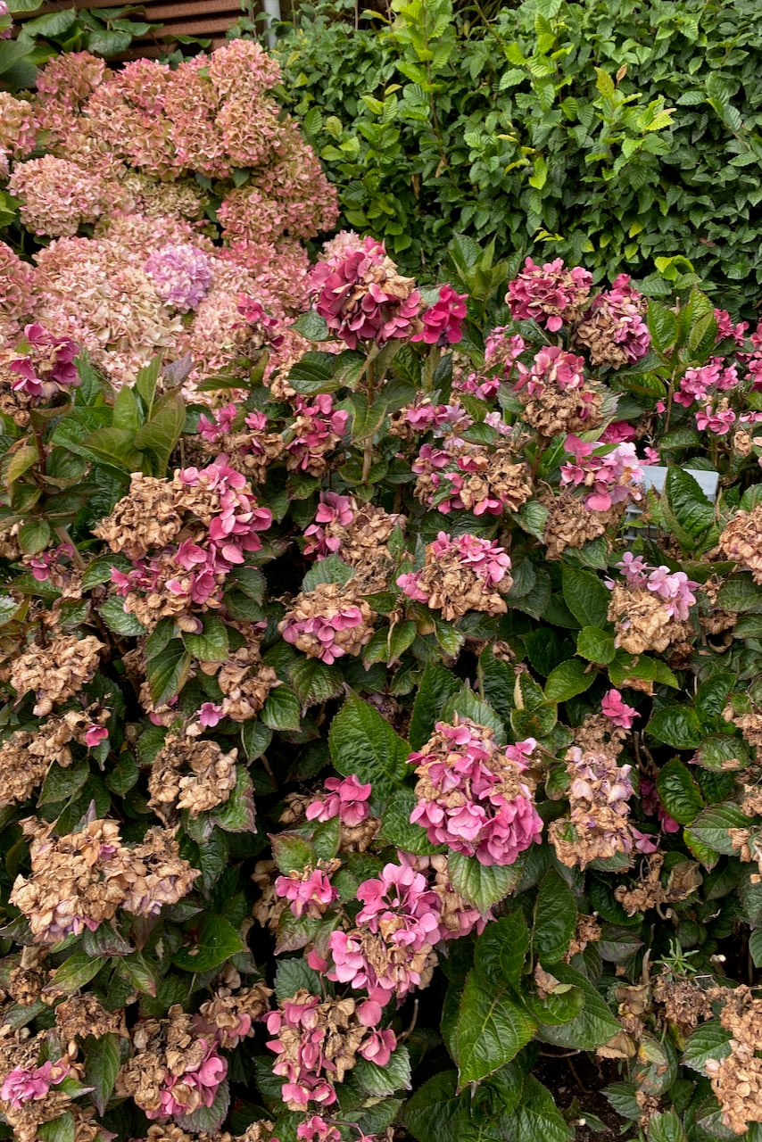 Dying hydrangea blooms