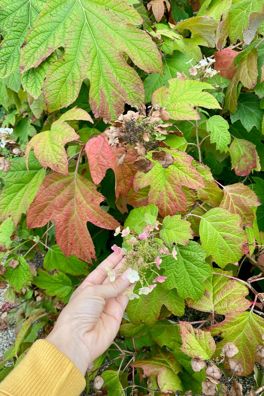 Oak leaf hydrangea
