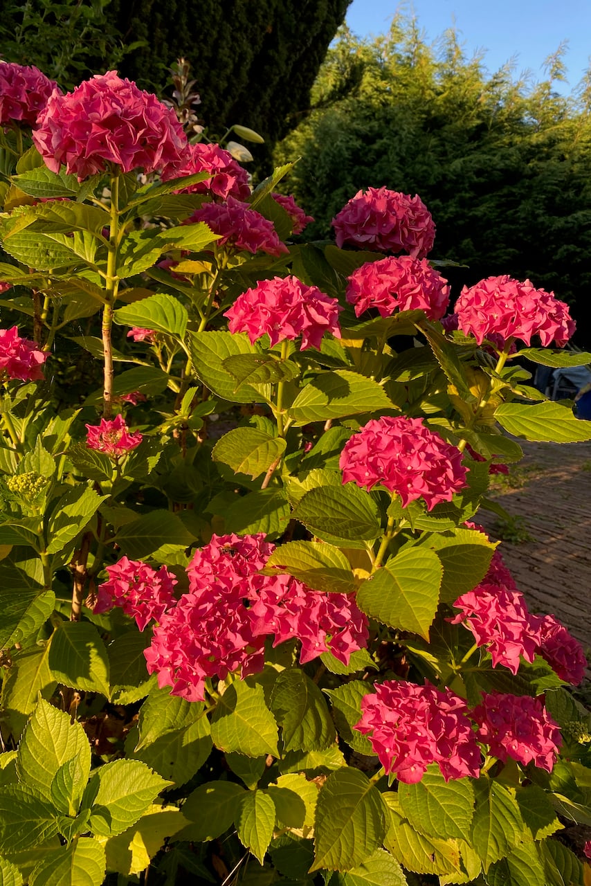 hydrangea bathed in sun