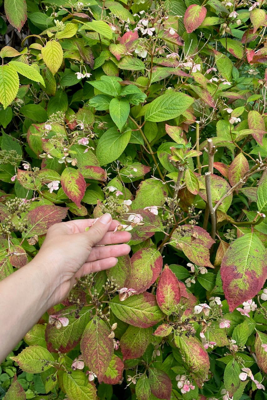 woman's hand holding the leaves of a hydrangea with leaves turning red