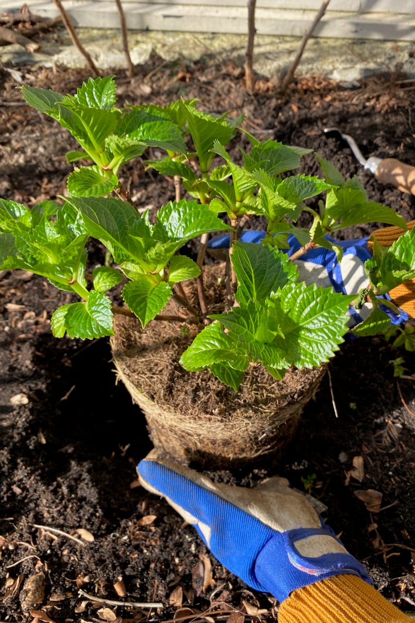 Planting a new hydrangea