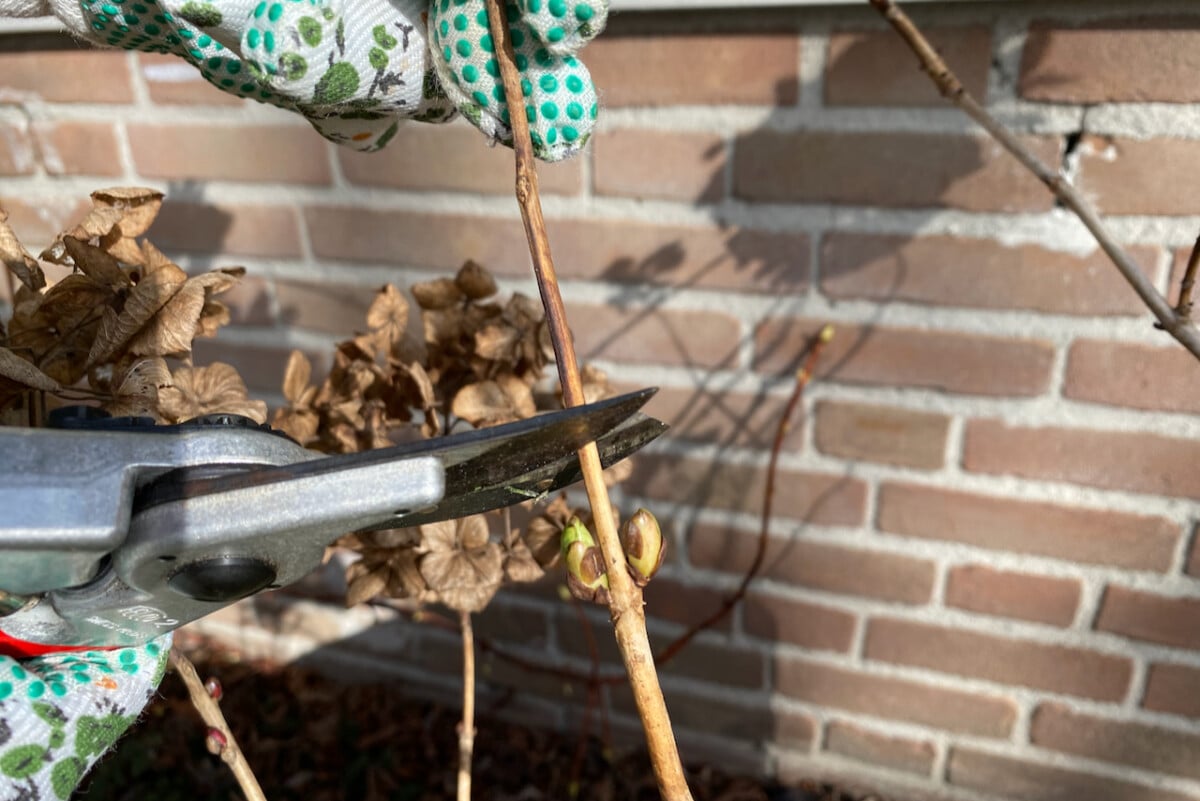 Pruning hydrangea
