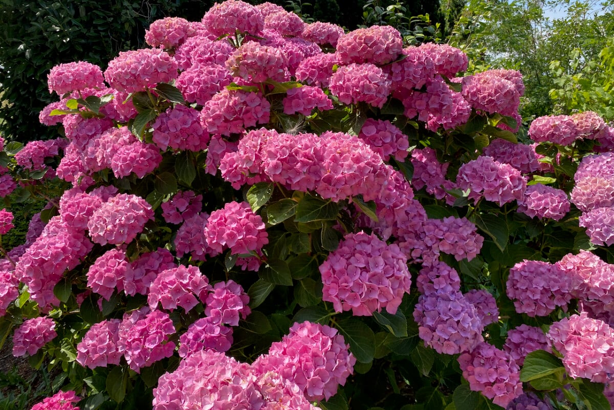 Blooming pink hydrangea