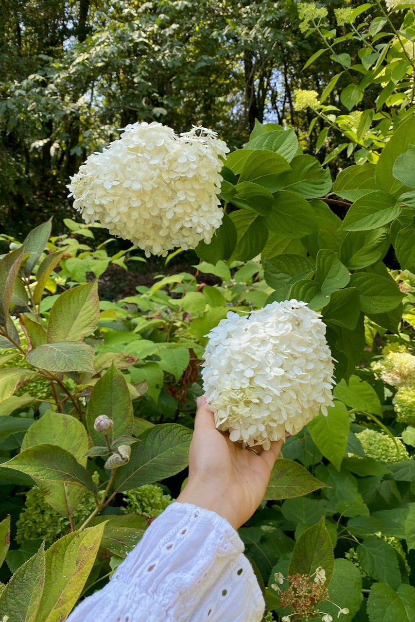 woman's hand holding a large mophead hydrangea bloom
